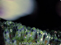 Let me out!!!!
Clownfish eggs by Adolfo Maciocco 